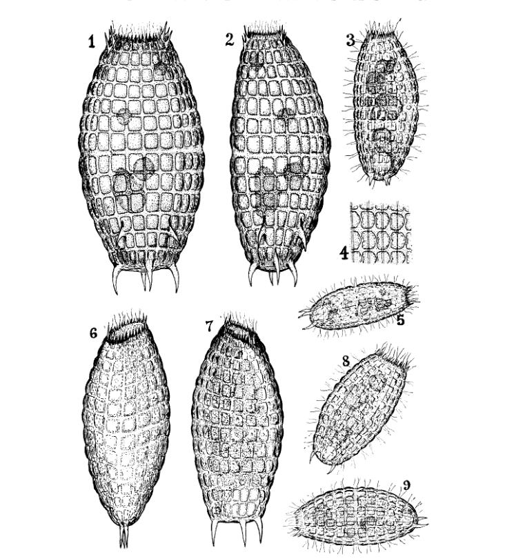 Coleps: predatori corazzati